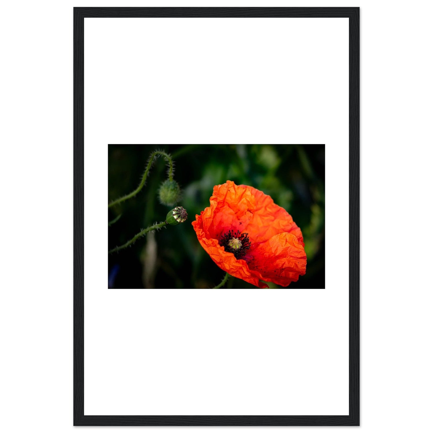 In Remembrance. Wild Poppies in a Poppy Field