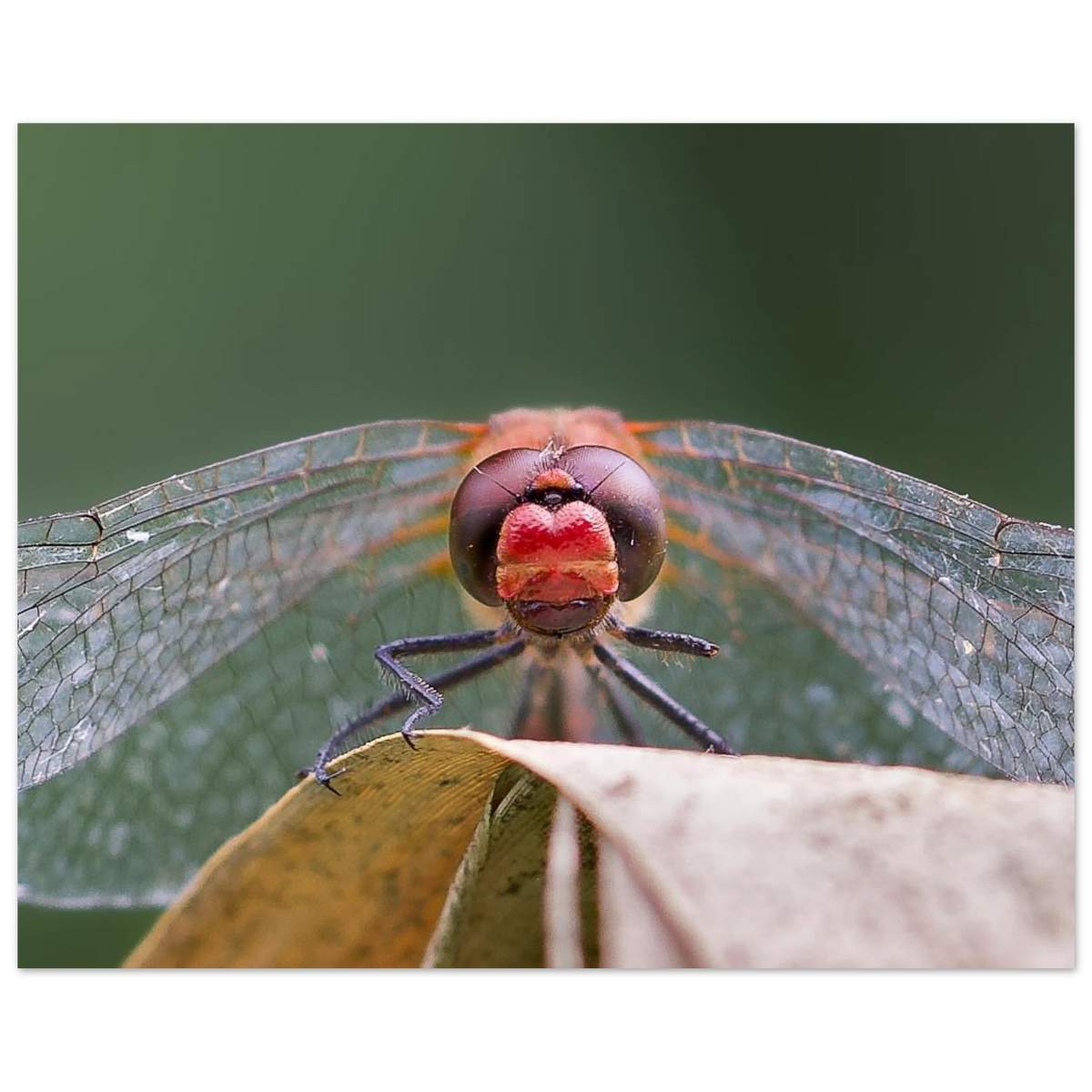 172e020f-3a67-428c-b85d-3a3041ac0f66