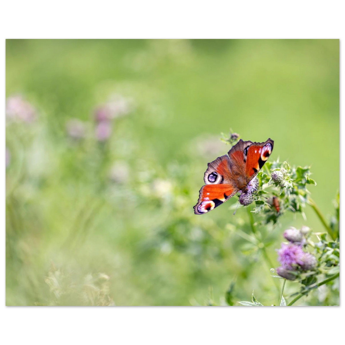 80d98476-eb90-4733-8f22-fd19d3540a3f