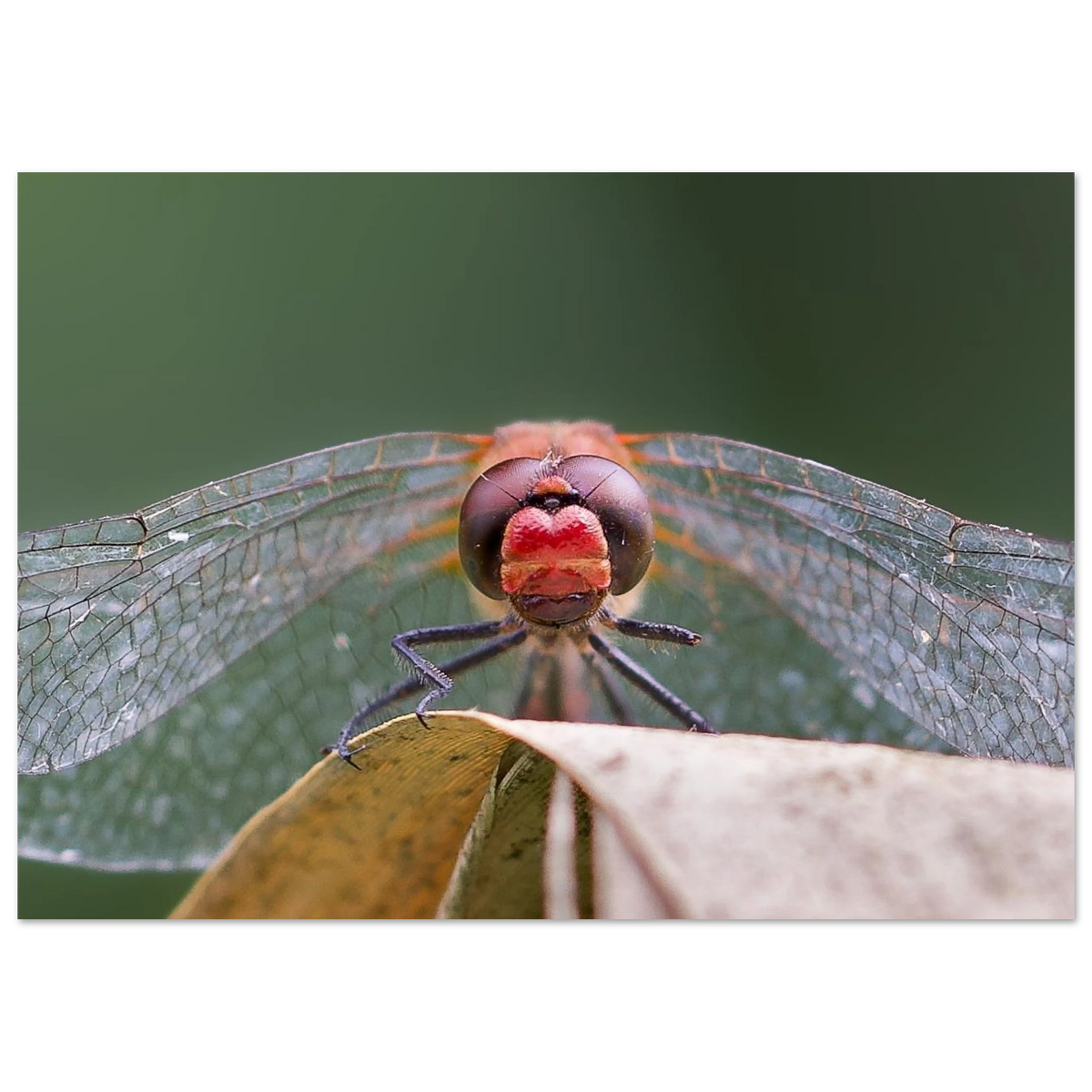 d1777686-bf32-434d-8e92-9bbc2c04d700